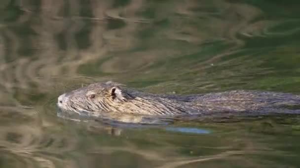 Wilde Invasieve Coypu Myocastor Coypus Zwemmen Kauwen Puin Creëren Rimpelingen — Stockvideo