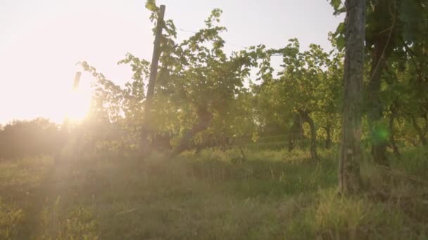 Низкая Выемка Виноградника Отражающим Солнцем — стоковое видео