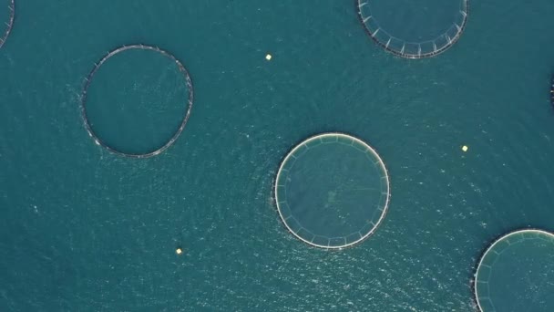 アイスランドのウエストフィヨルド近くの青い水で丸い魚の網ケージの空中ビュー — ストック動画