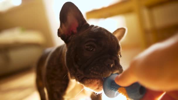 Amor Filhote Cachorro Francês Bulldog Relutante Liberar Chupeta — Vídeo de Stock