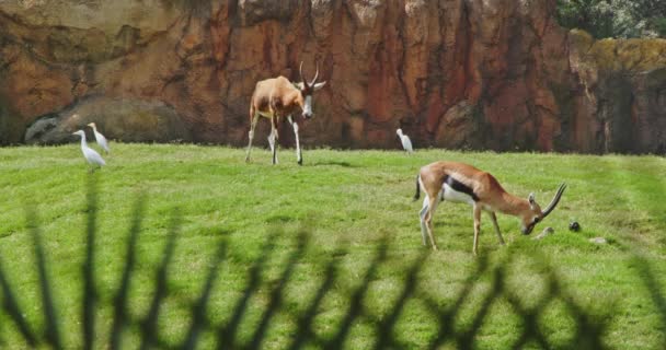 Gazelles Βόσκησης Στη Βαλένθια Biopark Ισπανία 24Fps — Αρχείο Βίντεο