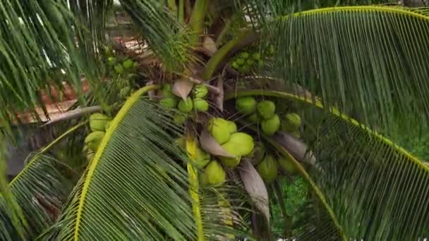 Coqueiro Soprando Vento Com Cocos Verdes — Vídeo de Stock