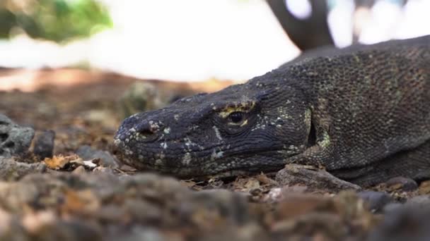 Retrato Lagarto Dragão Komodo Descansando Ilha Komodo Floresta Indonésia Tiro — Vídeo de Stock