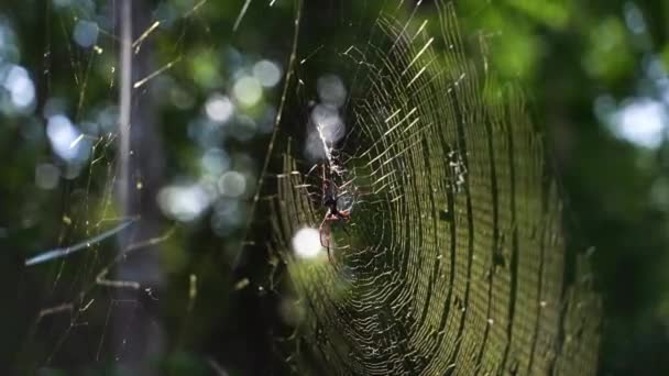 尼夫希拉 皮利普斯 Nephila Pilipes Giant Wood Spider 位于印度尼西亚巴厘岛 特写镜头 — 图库视频影像