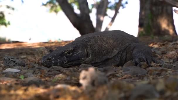 Stora Reptilen Komodo Dragon Endemic Bali Öarna Indonesien Närbild Skjuten — Stockvideo