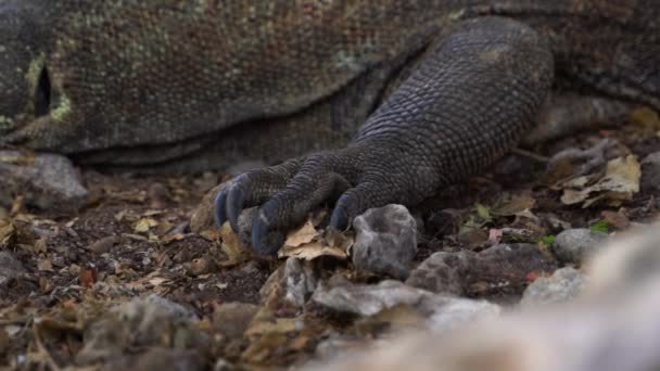 Endonezya Bali Vahşi Doğada Dinlenirken Pençeli Komodo Ejder Ayağı Yakın — Stok video