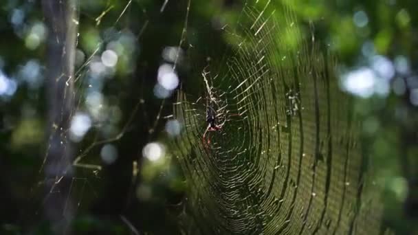 Spider Het Web Met Wazig Achtergrond Close — Stockvideo