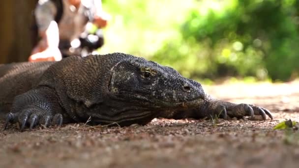 Komodo Dragon Mira Desde Lejos Bajo Sombra Isla Komodo Indonesia — Vídeos de Stock