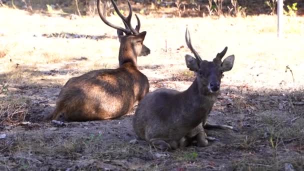 Pair Sunda Sambar Deer Sitting Shade Summer Weather Bali Indonesia — Stock Video