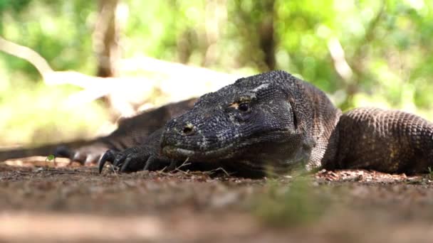 Monitor Lizard - Komodo Dragon On Wilderness Of Komodo Island, Indonézia. - Szoros lövés.