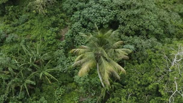 Filmflygning Förbi Hustaken Sedan Länge Övergivna Fabriker Hjärtat Puerto Rico — Stockvideo