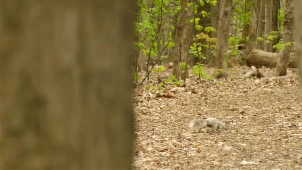 森の周りを走る白いリス トラッキングショット — ストック動画
