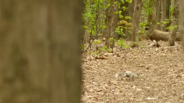 Vit Ekorre Springer Runt Skogen Spårning Skott — Stockvideo