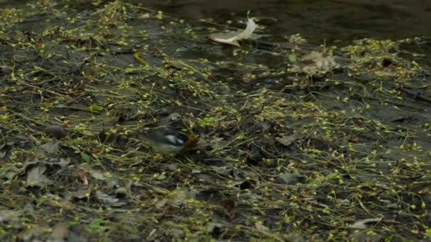 Blackburnian Warbler Nehir Kenarındaki Zeminde Arama Yapıyor Yüksek Açılı Çekim — Stok video