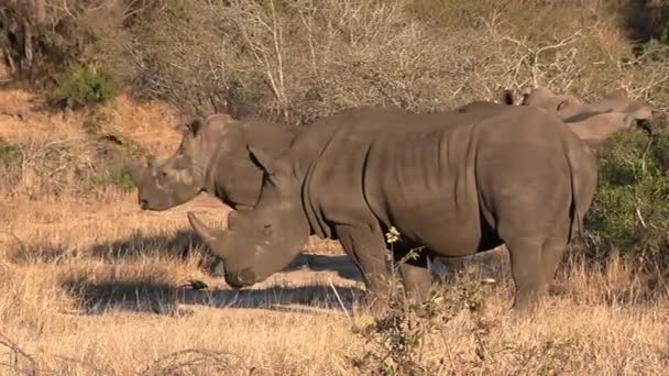 Vista Próxima Grupo Rinocerontes Pastando Grama Seca Mata Africana — Vídeo de Stock