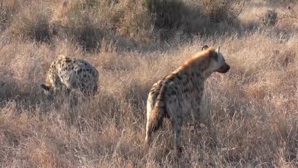 Vue Rapprochée Deux Hyènes Nourrissant Restes Carcasses Sur Herbe Sèche — Video