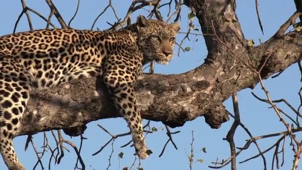 Pohled Zblízka Leoparda Odpočívajícího Větvi Stromu Prohledávajícího Okolí — Stock video