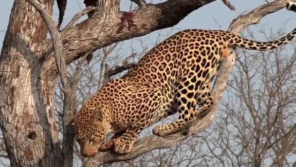 Stor Manlig Leopard Nedstiger Snabbt Från Träd Afrikas Buskland — Stockvideo