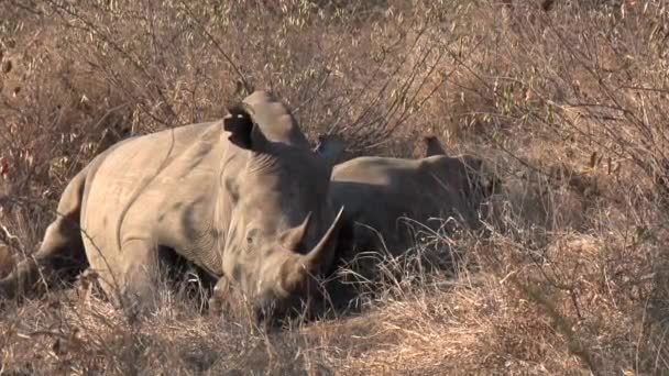 Weibliches Breitmaulnashorn Mit Kälbchen Und Flatternden Ohren Aus Nächster Nähe — Stockvideo