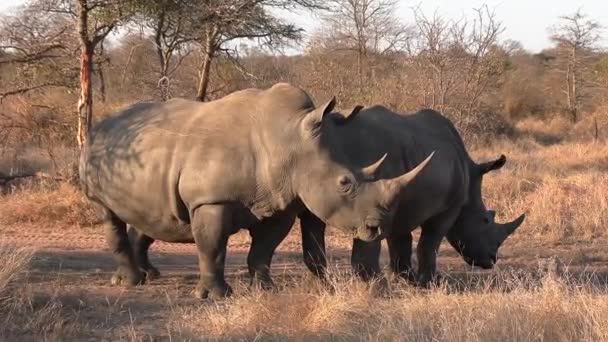 Близкий Обзор Двух Южных Белых Носорогов Лугу Золотой Час — стоковое видео