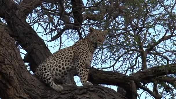 Zavřít Pohled Osamělého Leoparda Sedícího Stromě Listnatými Větvemi — Stock video