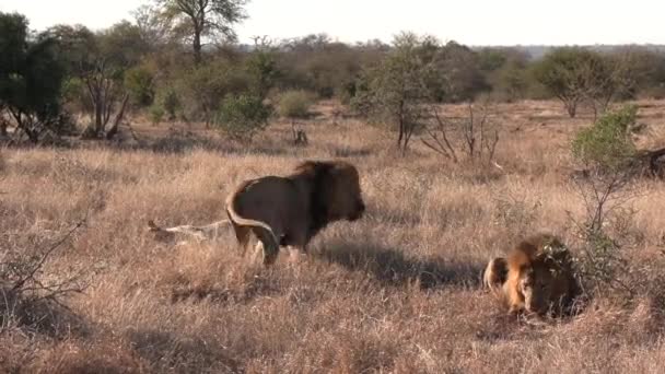 Löwenmännchen Behauptet Dominanz Über Männchen Und Weibchen Afrikanischen Buschland — Stockvideo
