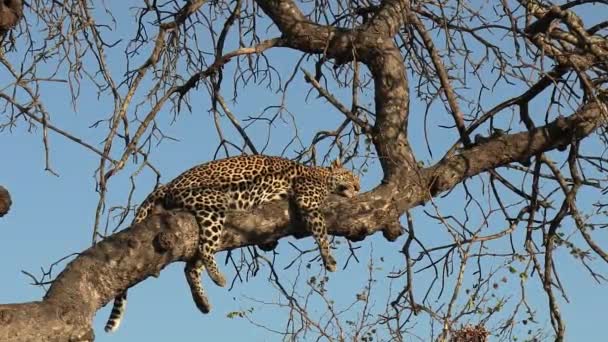 Leopar Arka Planda Mavi Gökyüzü Olan Gün Işığında Ağaç Dalına — Stok video