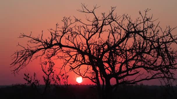 アフリカの荒野の木の後ろのオレンジの夕日の静的なビュー — ストック動画