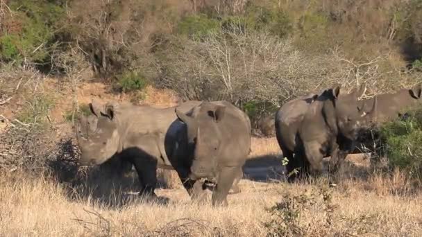Crash Rhinos Graze Together Dry Grass Sunlight Close View — Stock Video