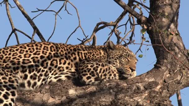 Nahaufnahme Eines Leoparden Der Zur Goldenen Stunde Auf Einem Ast — Stockvideo