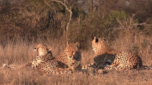 Pohled Zblízka Tři Gepardy Odpočívající Africkém Křoví Zlatá Hodina — Stock video