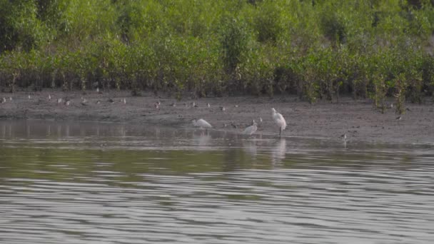 Gruppo Garzette Terek Sandpipers Redshanks Appollaiati Movimento Sul Lungofiume Bassa — Video Stock