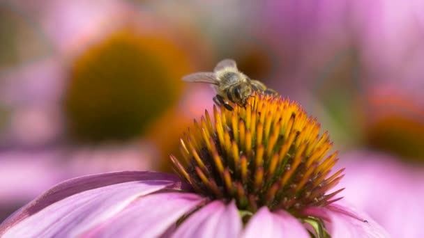 Macro Primer Plano Abeja Recoger Polen Flor Púrpura Durante Tiempo — Vídeos de Stock