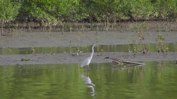 Wielki Egret Ardea Alba Stojący Płytkiej Wodzie Podłożem Namorzynowym Wielka — Wideo stockowe