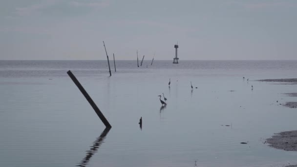 Kıyı Açıklarında Sığ Sularda Bir Grup Balıkçıl Kuşu Akbalıkçıl Silueti — Stok video