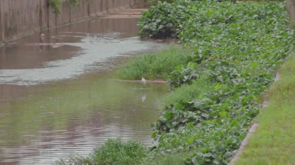 Küçük Egretta Egretta Garzetta Gölet Suyunda Yürüyor Kanalizasyon Nehrinde Kanalizasyonda — Stok video