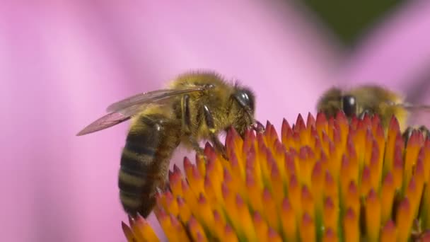 Super Macro Busy Bee Coleta Pólen Laranja Flor Durante Primavera — Vídeo de Stock