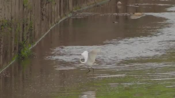 小艾格雷特 Egretta Garzetta 在池塘里捕鱼 猎鹰寻找猎物的白鸟 在排水河或下水道中钓鱼 — 图库视频影像