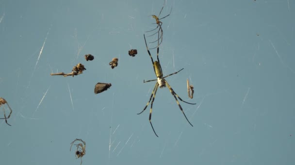 Trichonephila Clavata Joro Spider Rustend Zijn Web Met Zijn Prooi — Stockvideo