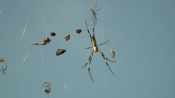 Trichonephila Clavata Joro Spider Resting Its Web Its Prey Закрий — стокове відео