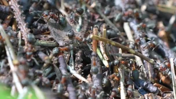 Миллион Муравьев Рода Camponotus Ползают Работают Природе Днем Крупным Планом — стоковое видео