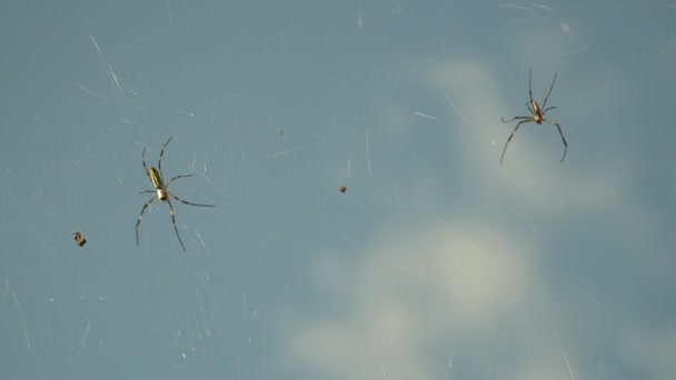 Bananenspin Joro Spiders Het Web Met Blauwe Lucht Achtergrond Sluiten — Stockvideo