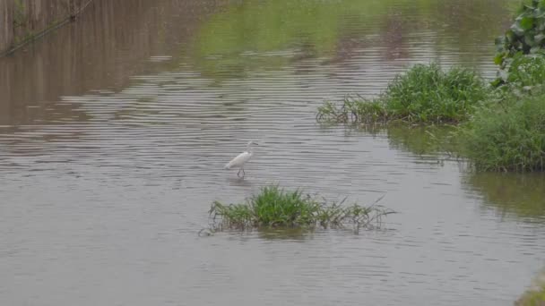 Little Egret (Egretta garzetta) walking in a pond water. A white bird looking for preys, catching fish in a drainage river or sewer.