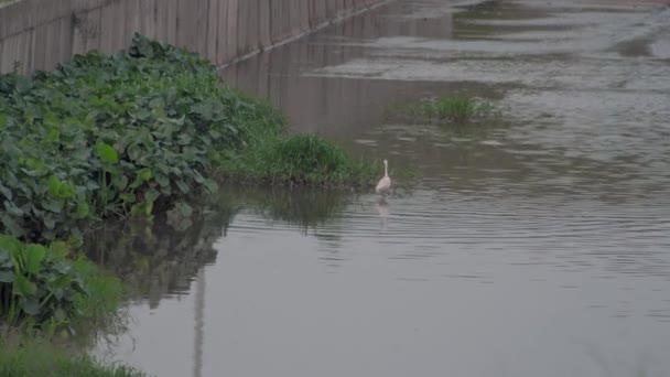 Kleine Zilverreiger Egretta Garzetta Wandelend Een Vijverwater Een Witte Vogel — Stockvideo