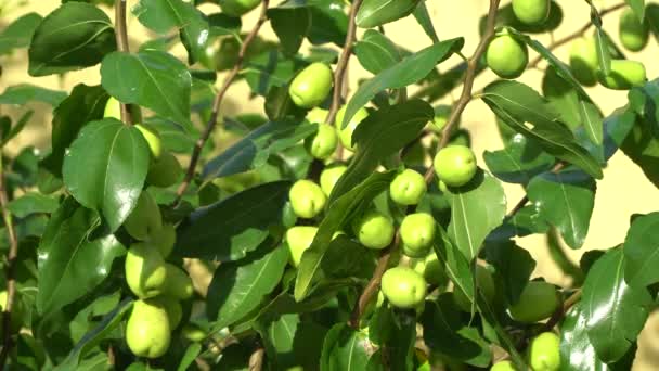 Nahaufnahme Von Unreifen Grünen Jujube Früchten Baum Mit Laub Einem — Stockvideo