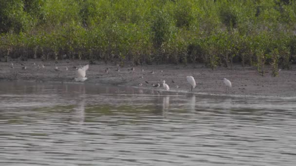모래톱 새우등의 무리가 이지아 파릿자 의낮은 조수에 앉아서 강가에서 이동하고 — 비디오