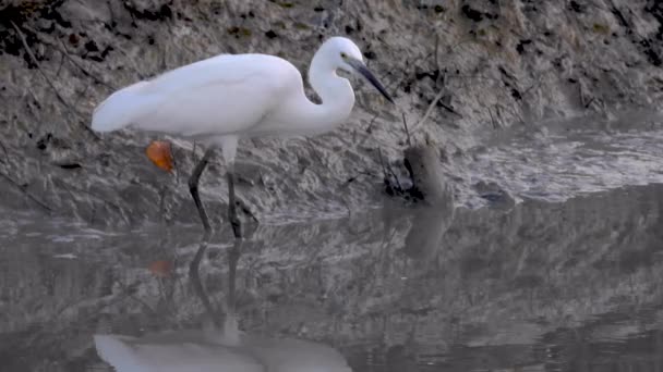 Lilla Egret Egretta Garzetta Lever Småfisk Grunda Våtmarker Vit Fågel — Stockvideo