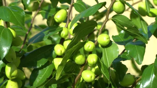 Vista Cerca Las Frutas Verdes Inmaduras Jujube Árbol Con Follaje — Vídeos de Stock