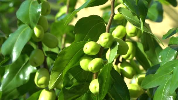 Frutos Verdes Del Árbol Jujube Soleado Día Verano Cerca — Vídeos de Stock