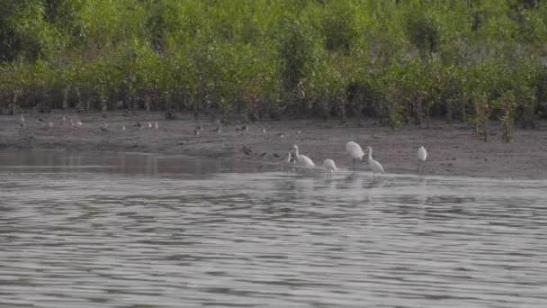 Grupo Pequenas Garças Sandpipers Terek Cantarilhos Empoleirados Movendo Beira Rio — Vídeo de Stock